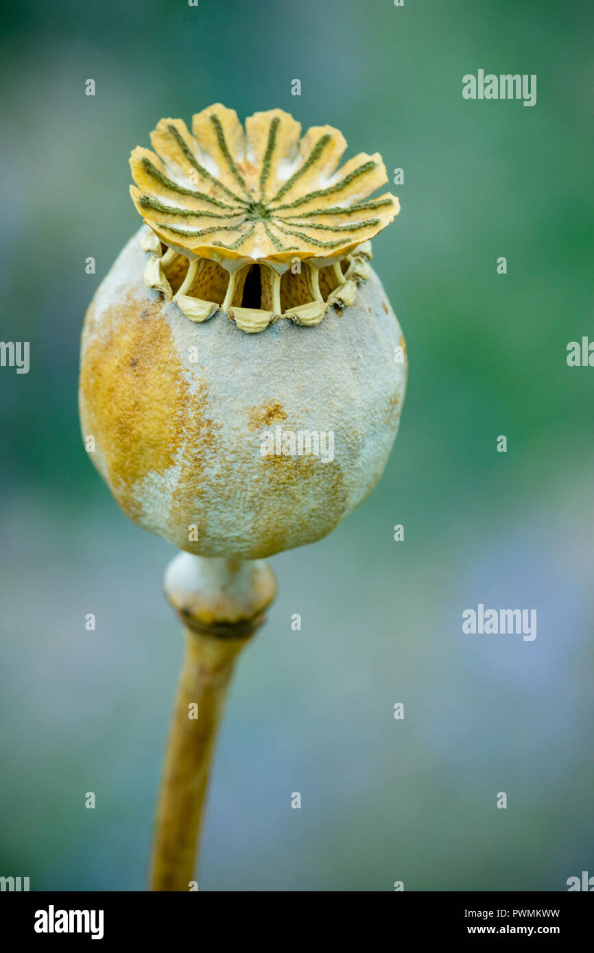 Close up of a Poppy Head or Poppy Seed Capsule with a blurred background in the garden. Stock Photo