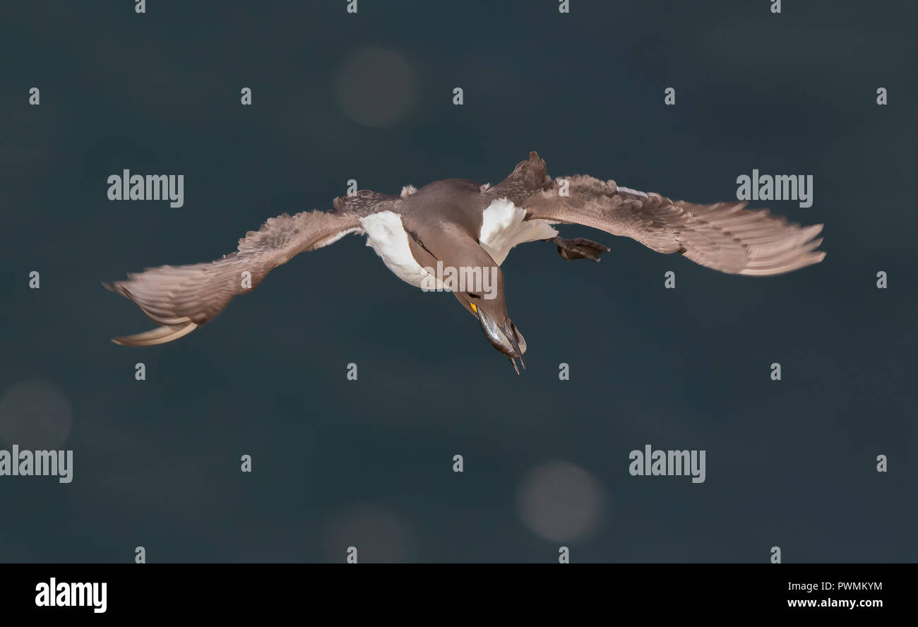 High view close up flying UK guillemot seabird (Uria aalge) isolated in midair flight over glistening blue sea water, wings spread, fish in bird beak. Stock Photo