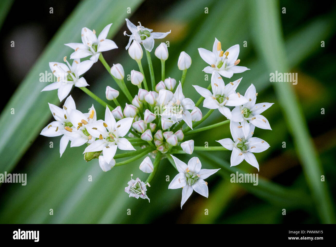Close up of white Chinese Chives with a blurred grass background in the garden. Also known as Allium Tuberosum. Stock Photo