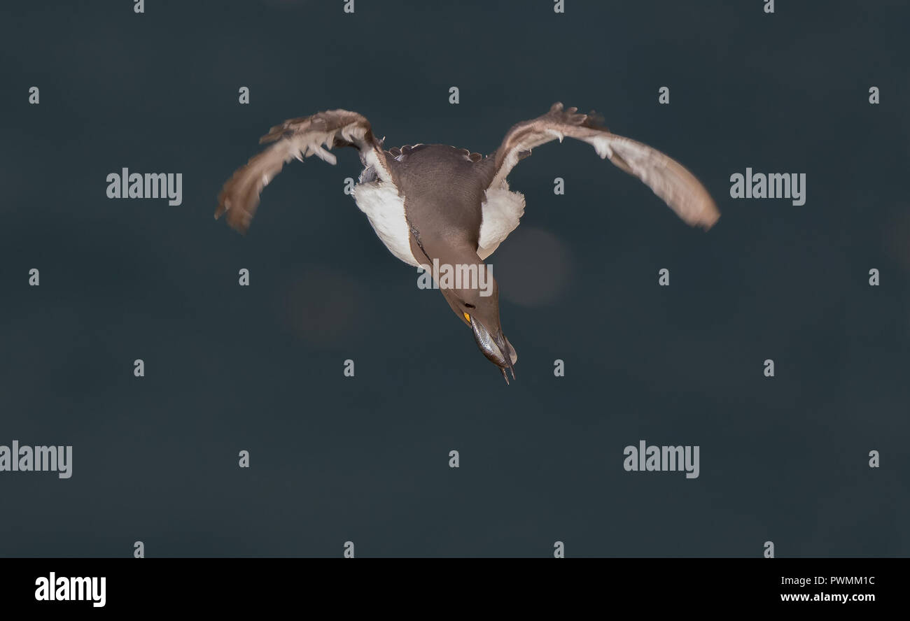 High view close up flying UK guillemot seabird (Uria aalge) isolated in midair flight over glistening blue sea water, wings spread, fish in bird beak. Stock Photo