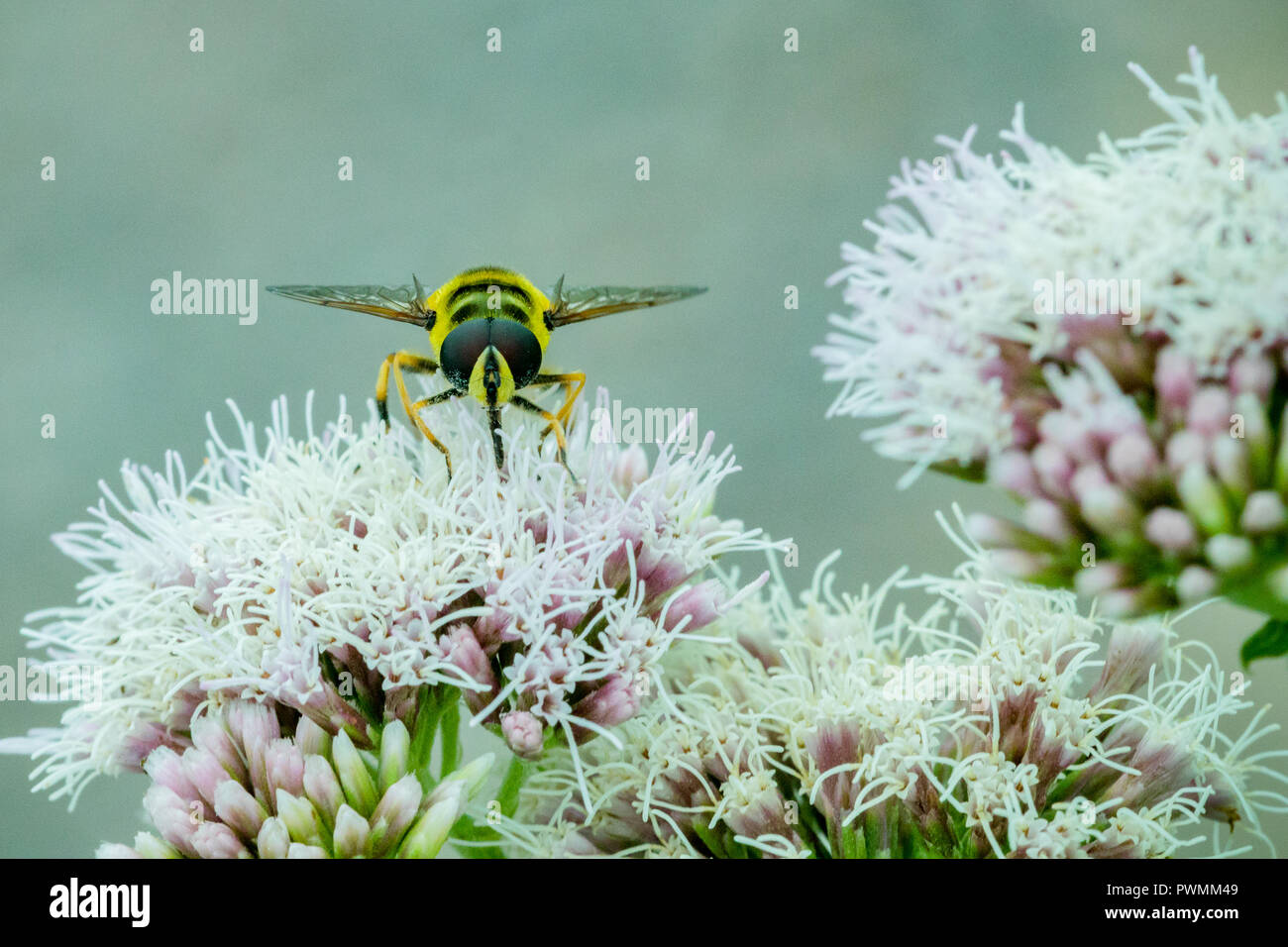 Close up of a Black and Yellow Hoverfly feeding on nectar on white flowers in the garden Stock Photo