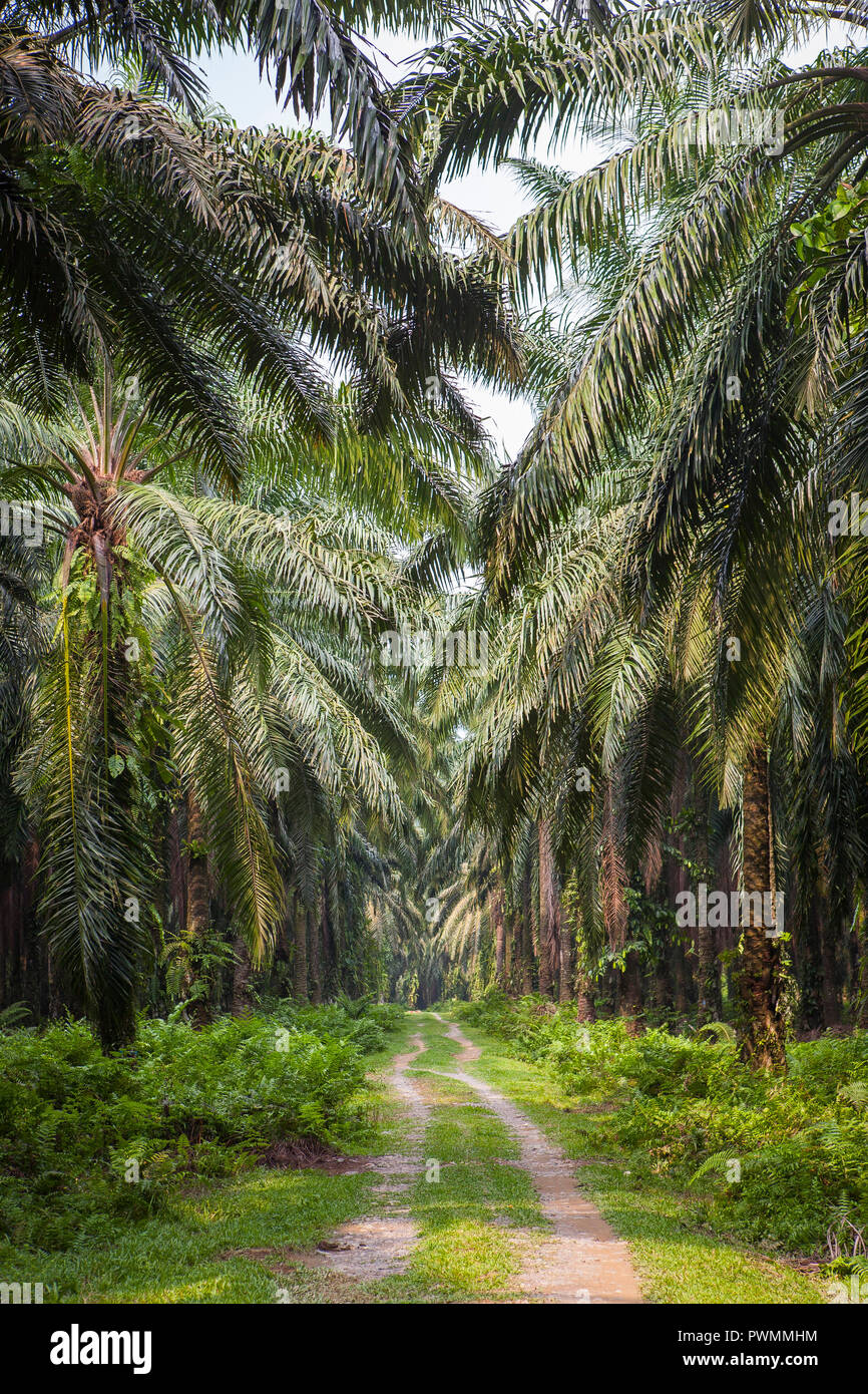 Oil Palm Cultivation Hi Res Stock Photography And Images Alamy