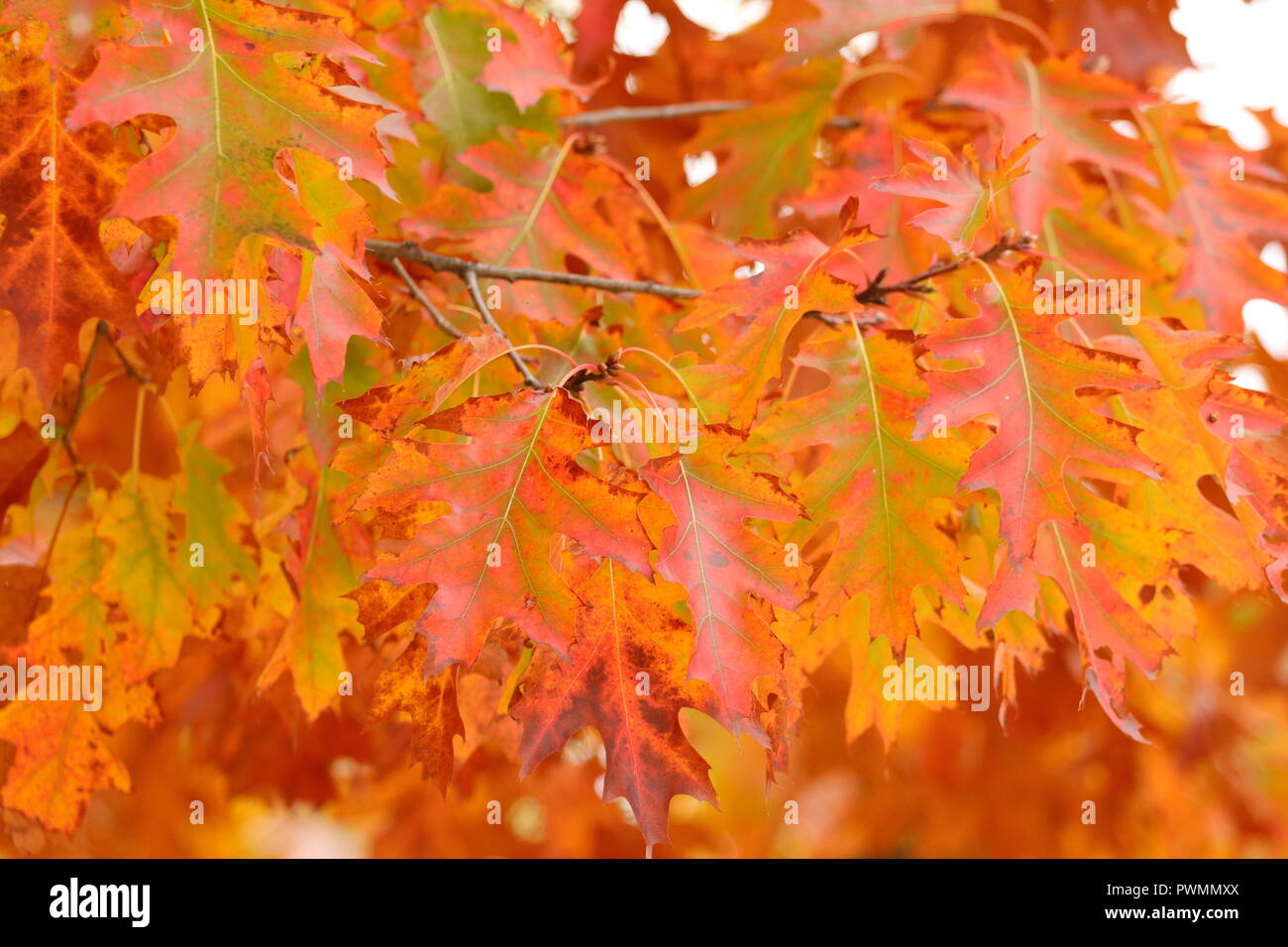 Forest red leaves hi-res stock photography and images - Alamy