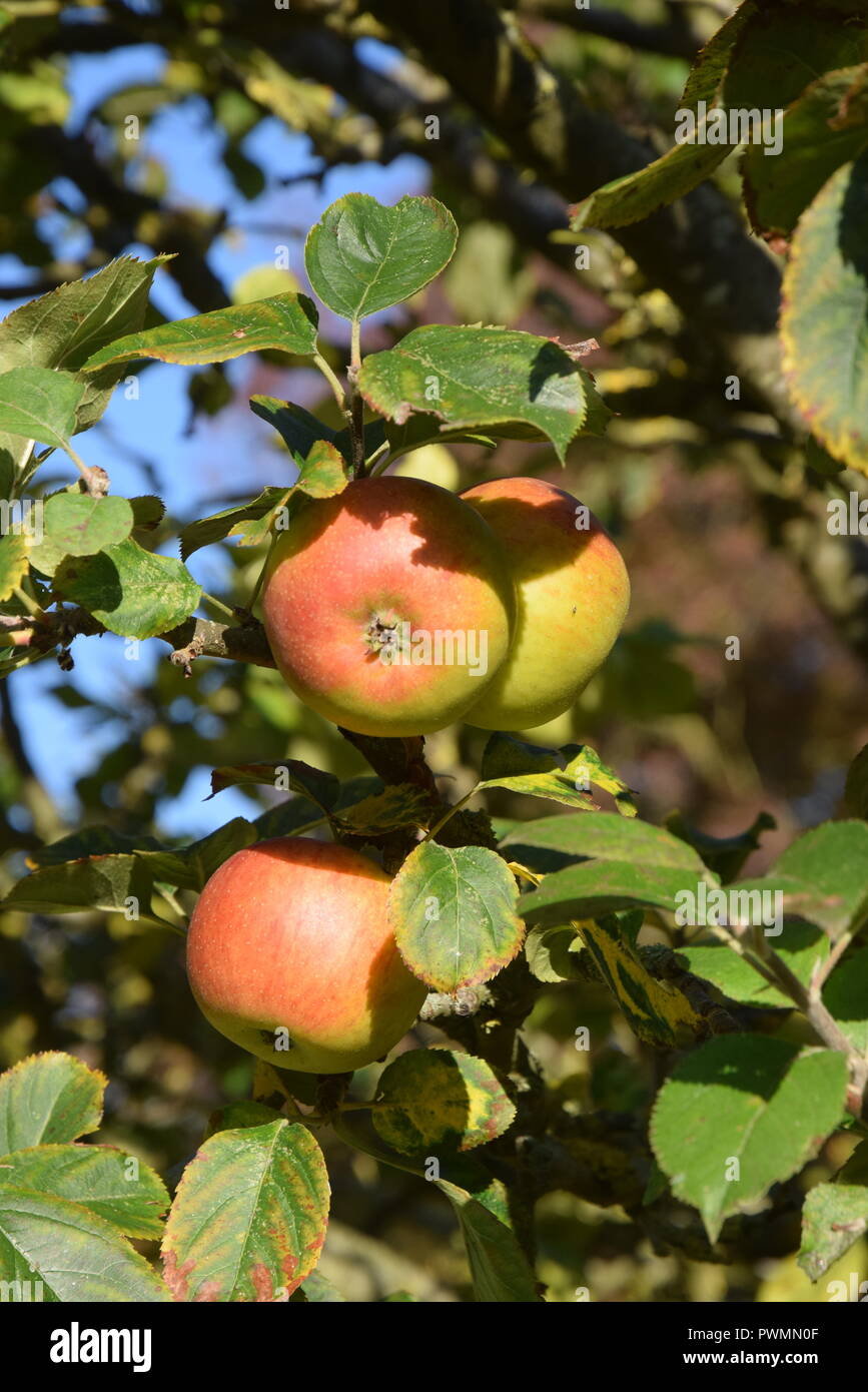 Bramley cooking apple tree hires stock photography and images Alamy