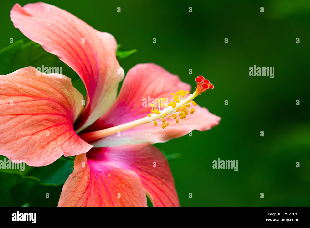 A Hibiscus flower in bloom Stock Photo Alamy