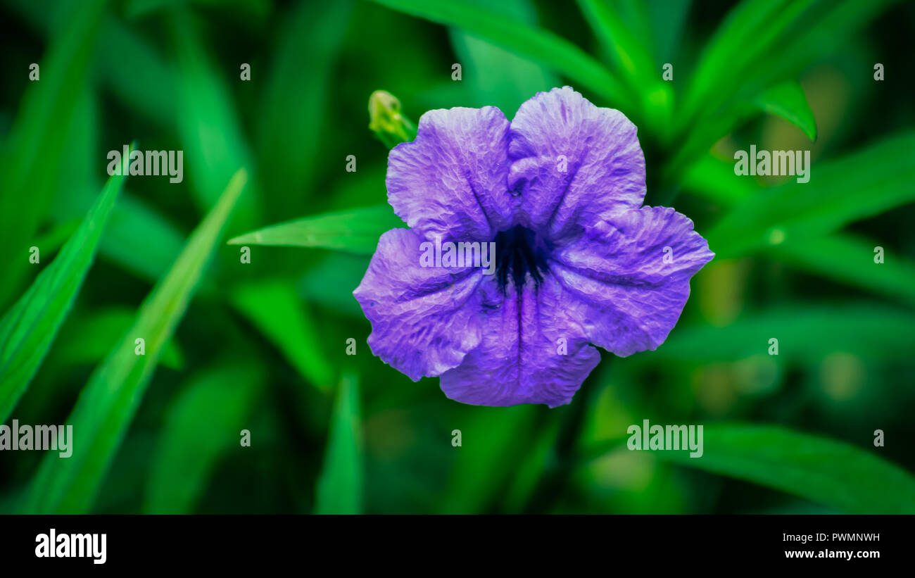 Lily blooms hires stock photography and images Alamy