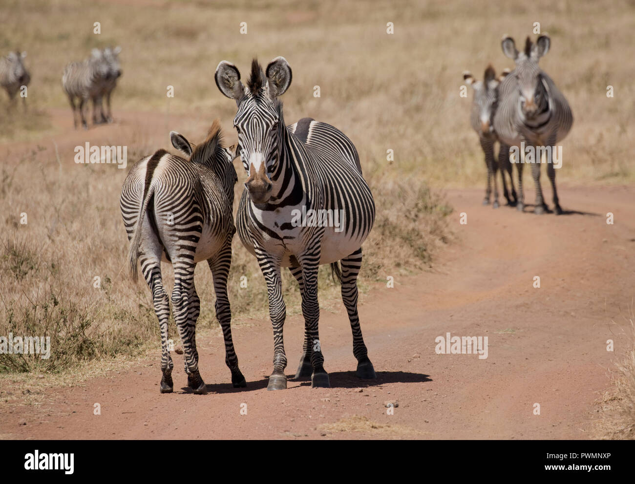 Iucn Endangered List Iucn Endangered List