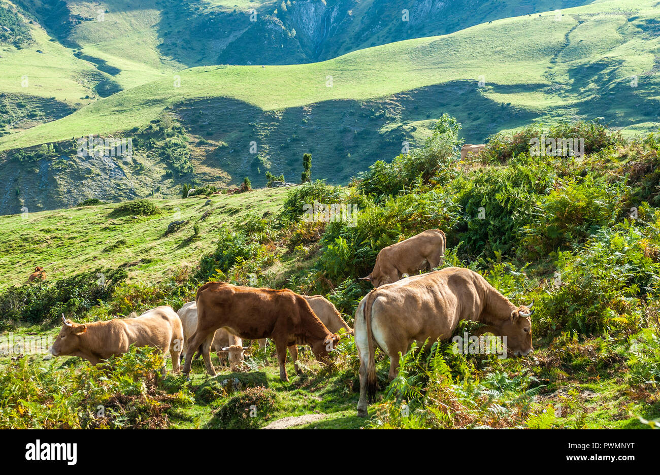 France, Pyrenees National Park, Val d'Azun, free cows at the col du ...