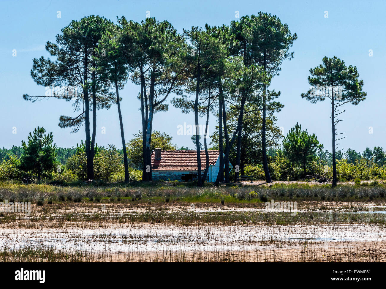 France, Gironde, Medoc bleu, Hourtin lake, Espace Naturel Sensible (French certification naming areas whose nature characteristics are threatened) Stock Photo