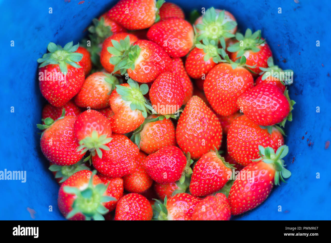 Strawberries in a bucket hi-res stock photography and images - Alamy