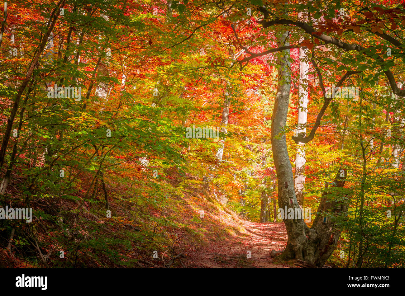 Autumn in Cozia, Carpathian Mountains, Romania. Vivid fall colours in forest. Scenery of nature with sunlight through branches of trees. Colorful Autu Stock Photo