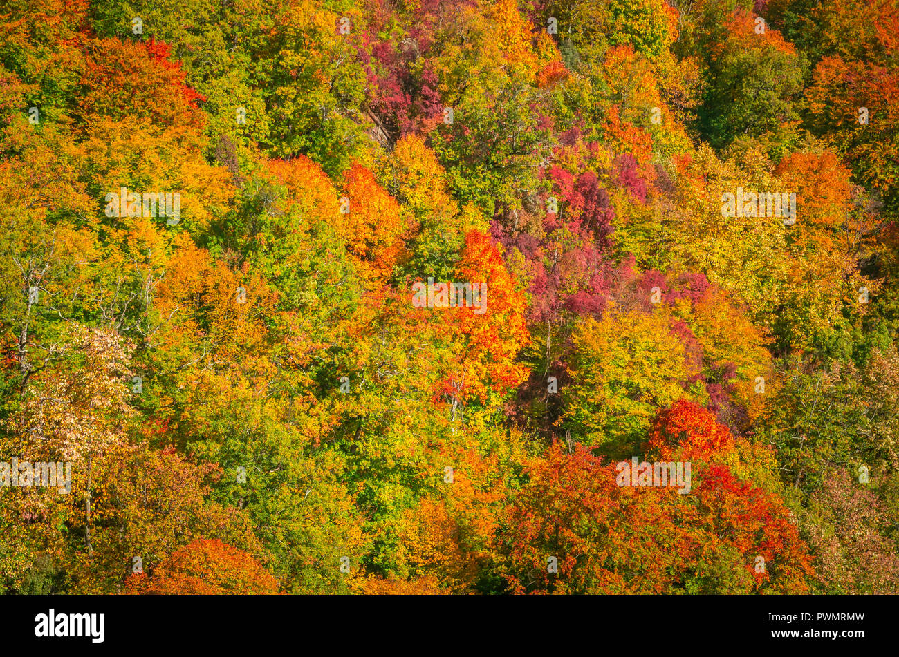 Autumn in Cozia, Carpathian Mountains, Romania. Vivid fall colours in forest. Scenery of nature with sunlight through branches of trees. Colorful Autu Stock Photo