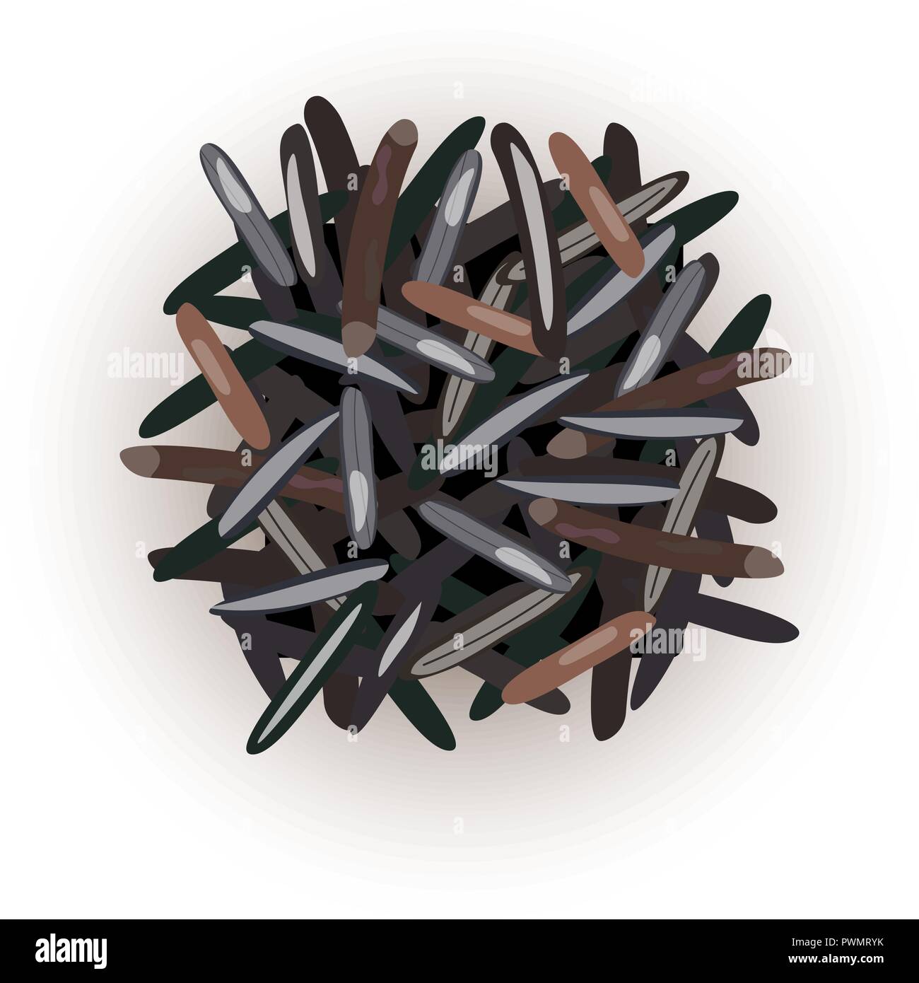 Wild black rice grains. kernels. Vector illustration. For culinary ...