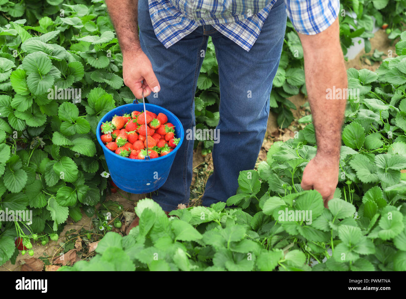 Strawberries in a bucket hires stock photography and images Alamy