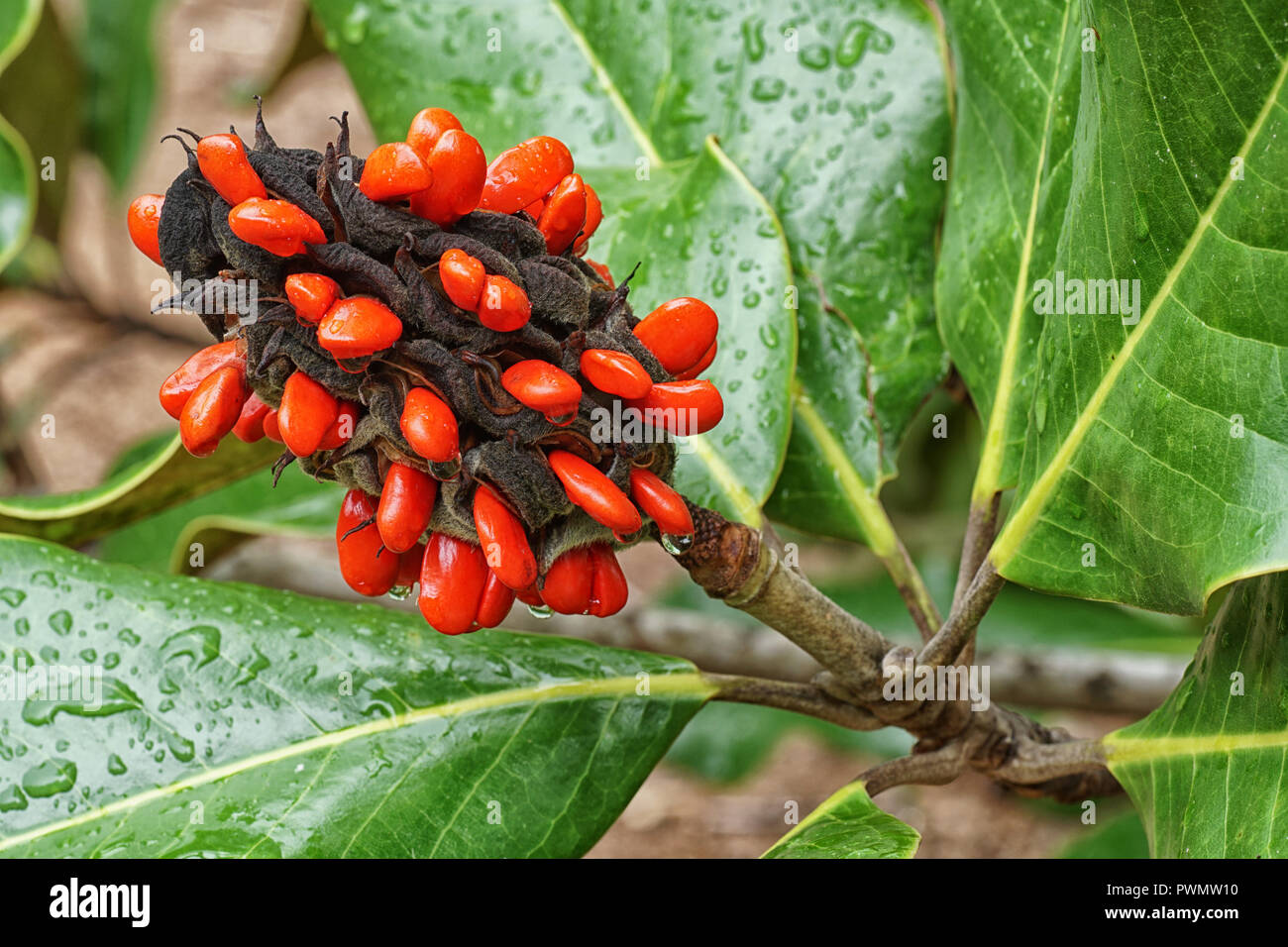 Red seed of a magnolia tree seed pod. Stock Photo