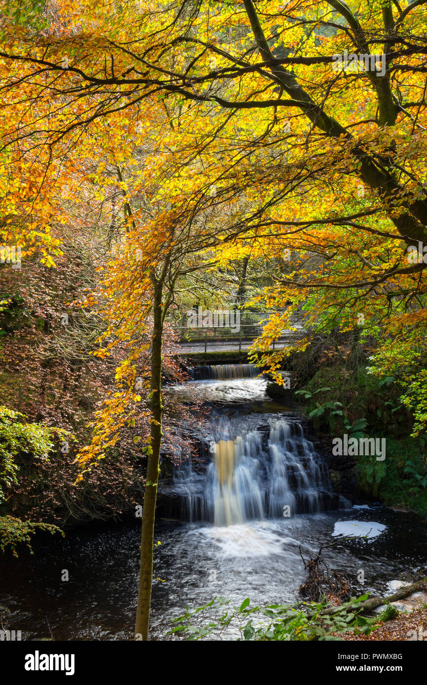 Blackling Hole in Autumn, Hamsterley Forest, County Durham, UK Stock Photo
