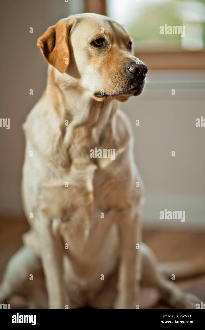 Golden labrador sitting in house Stock Photo Alamy