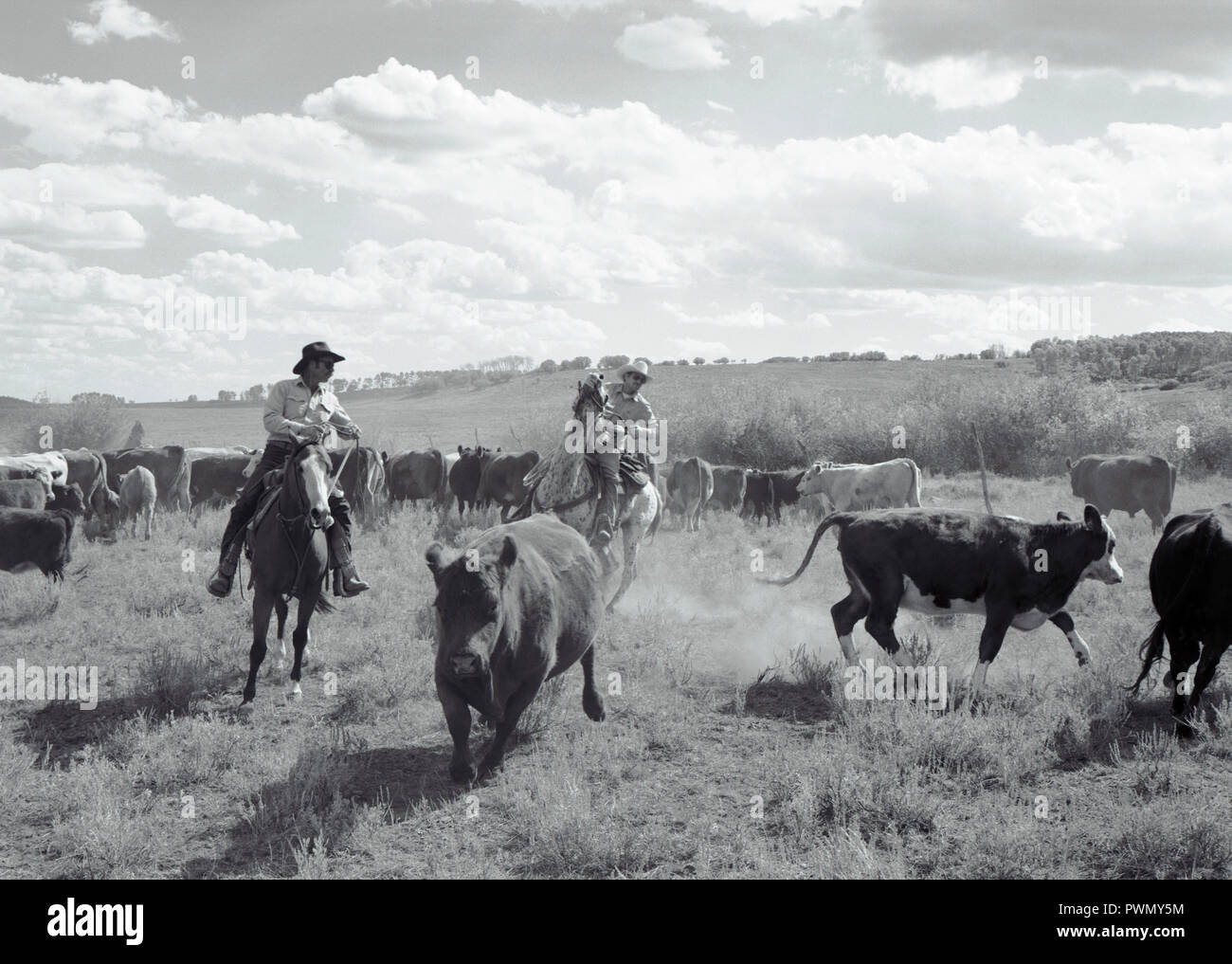 Two cowboys herding cattle hi-res stock photography and images - Alamy