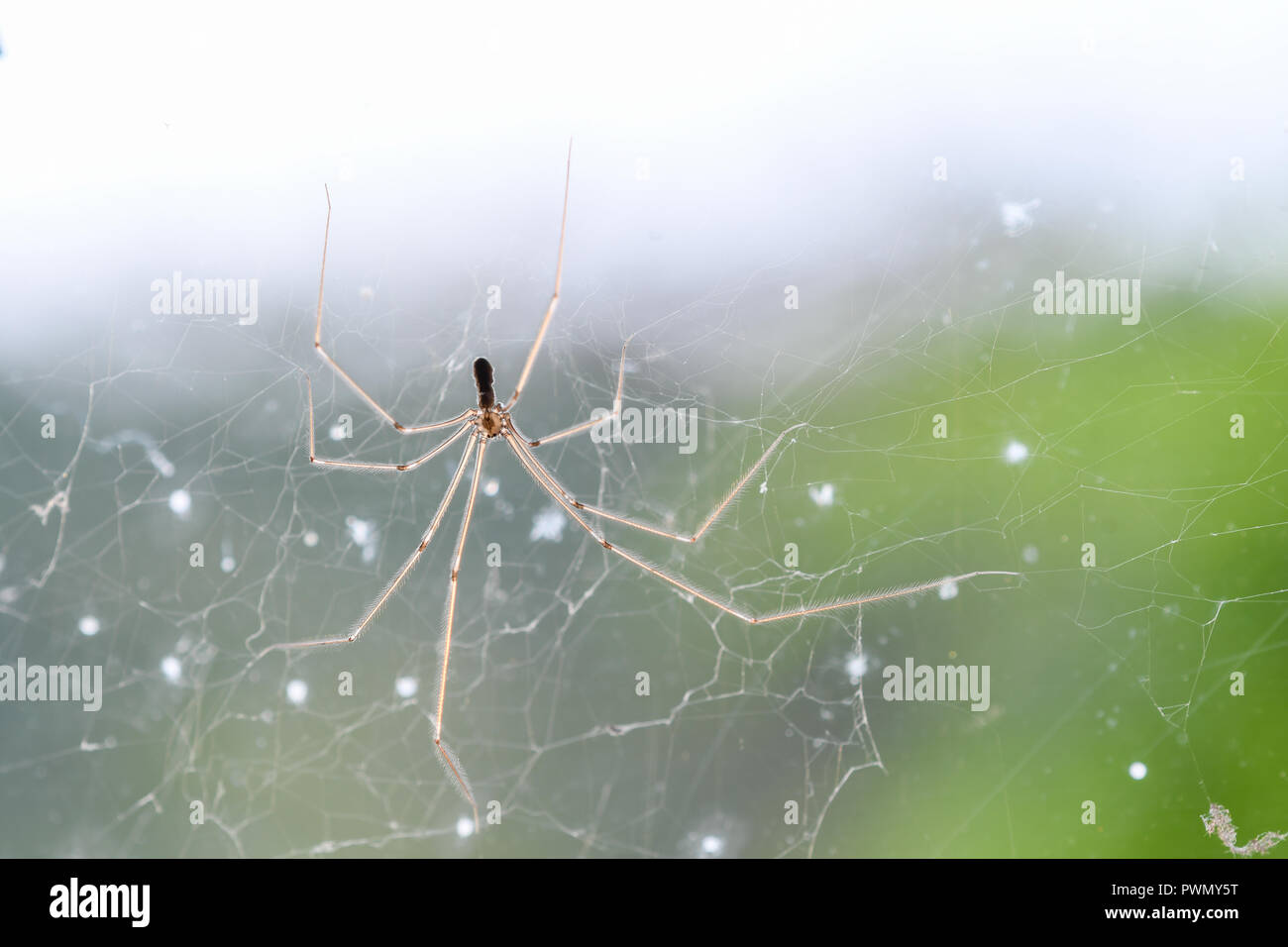 Close-up of the longbodied cellar spider with the spider web behind Stock Photo