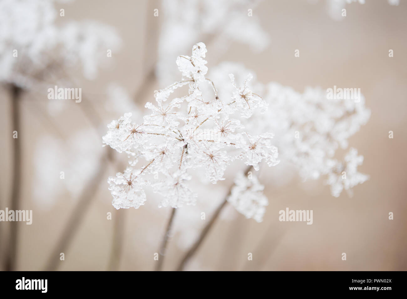 Queen anne's lace flowers covered in beautiful, white, icy frost on a winter day in Pennsylvania Stock Photo