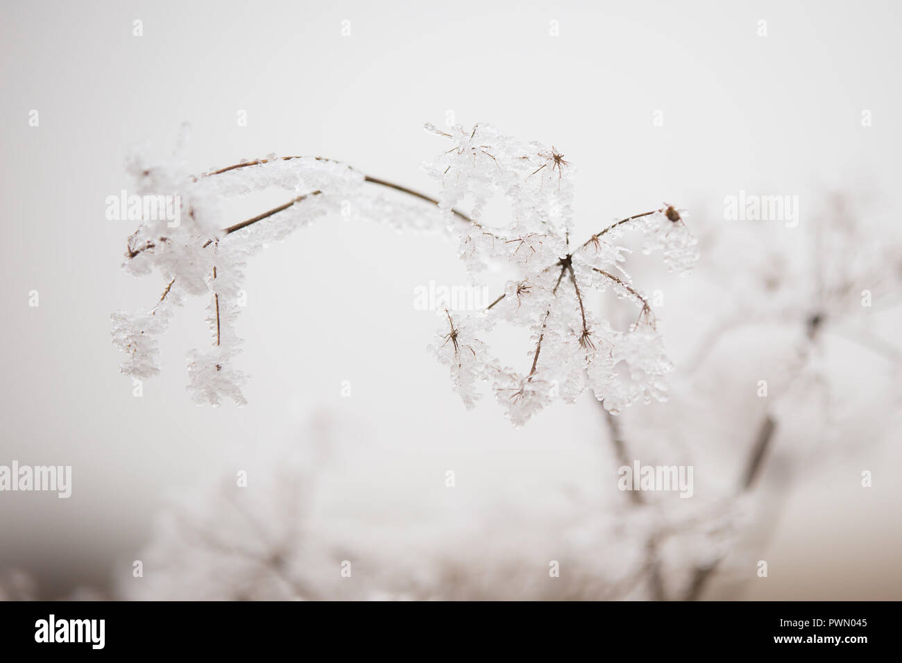Queen anne's lace flowers covered in beautiful, white, icy frost on a winter day in Pennsylvania Stock Photo