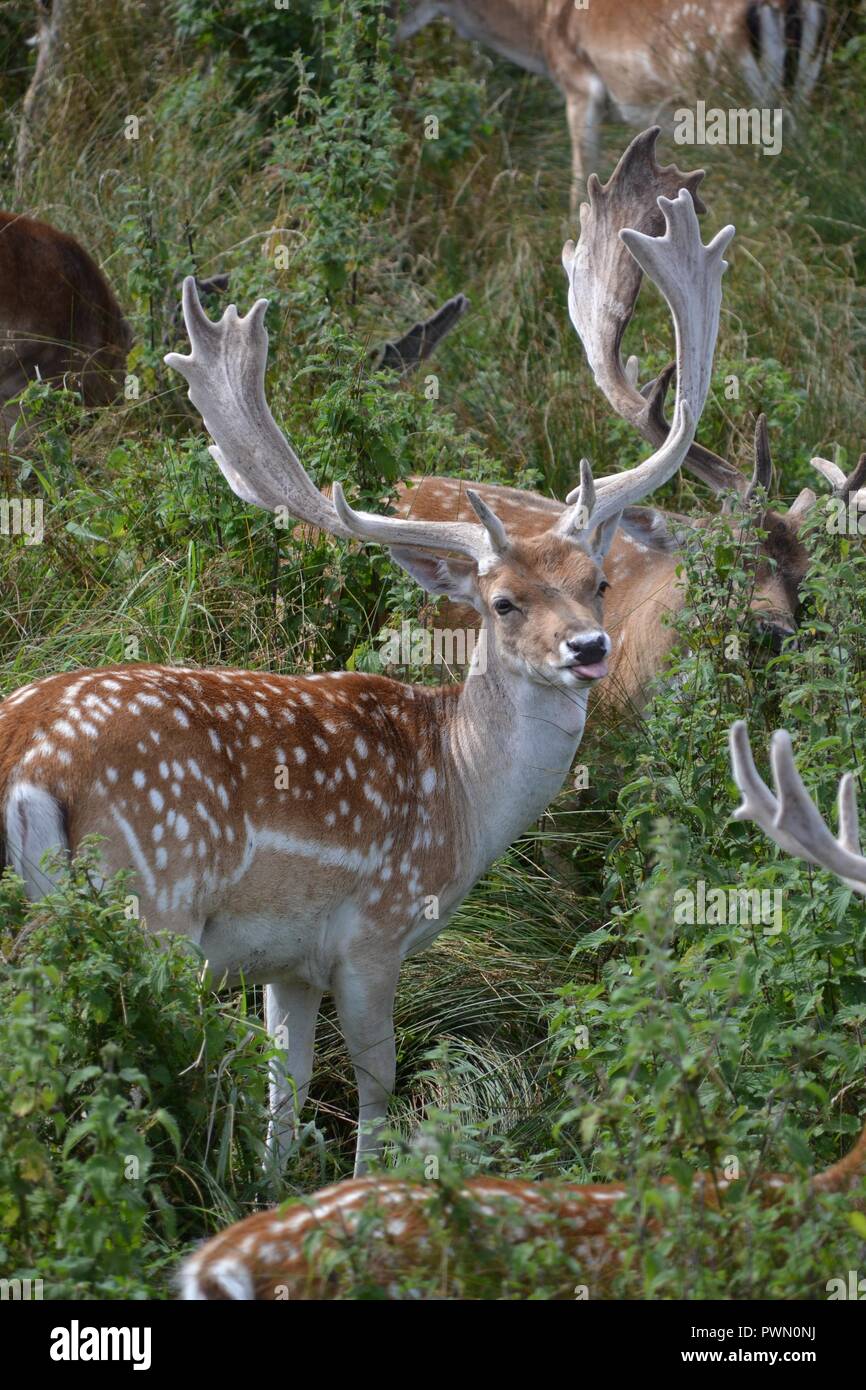 Deer sticking tongue out Stock Photo Alamy