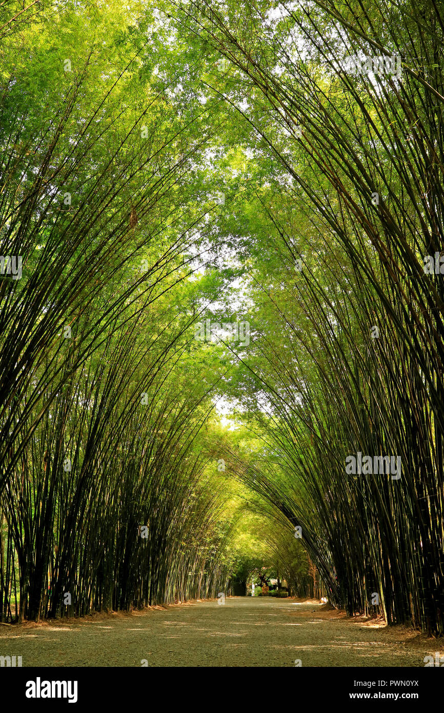 Natural Bamboo Tree Arch over the Walkway to the Entrance of Chulapornwanaram Temple in Nakornnayok Province, Thailand Stock Photo