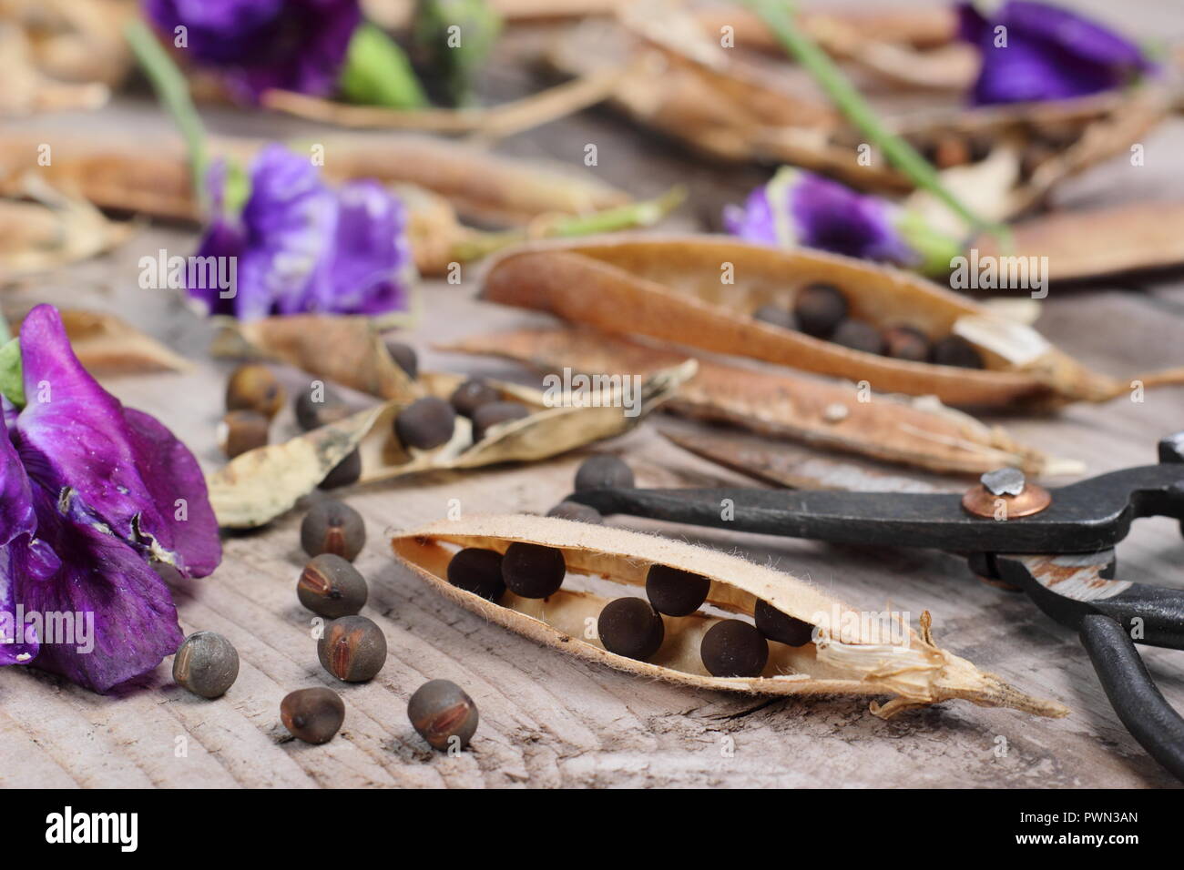 Lathyrus odoratus. Fading sweet pea blooms, dried sweet pea pods and sees ready to be saved for future planting, early autumn, UK Stock Photo