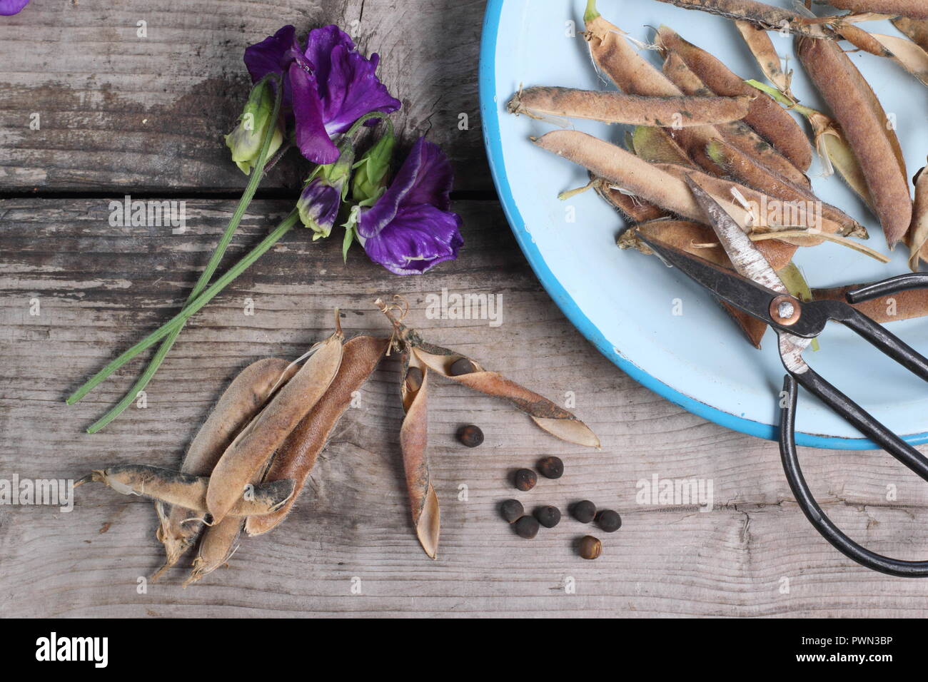 Lathyrus odoratus. Fading sweet pea blooms, dried sweet pea pods and