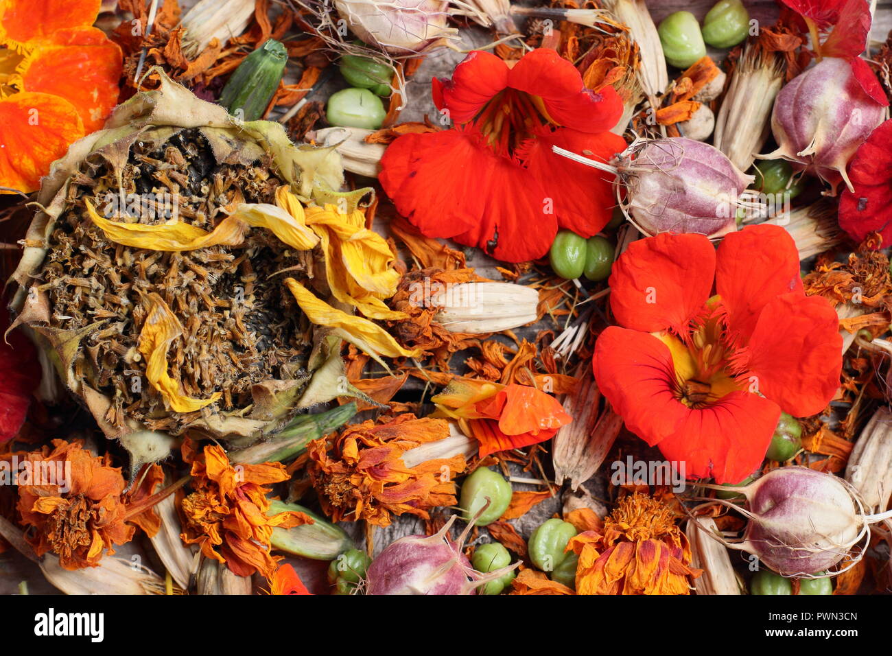 Saving flower seeds for future planting: Sunflower (Helianthus anuus) Love in a mist (Nigella damascena), nasturtium (Tropaeolum), marigold (Tagetes). Stock Photo