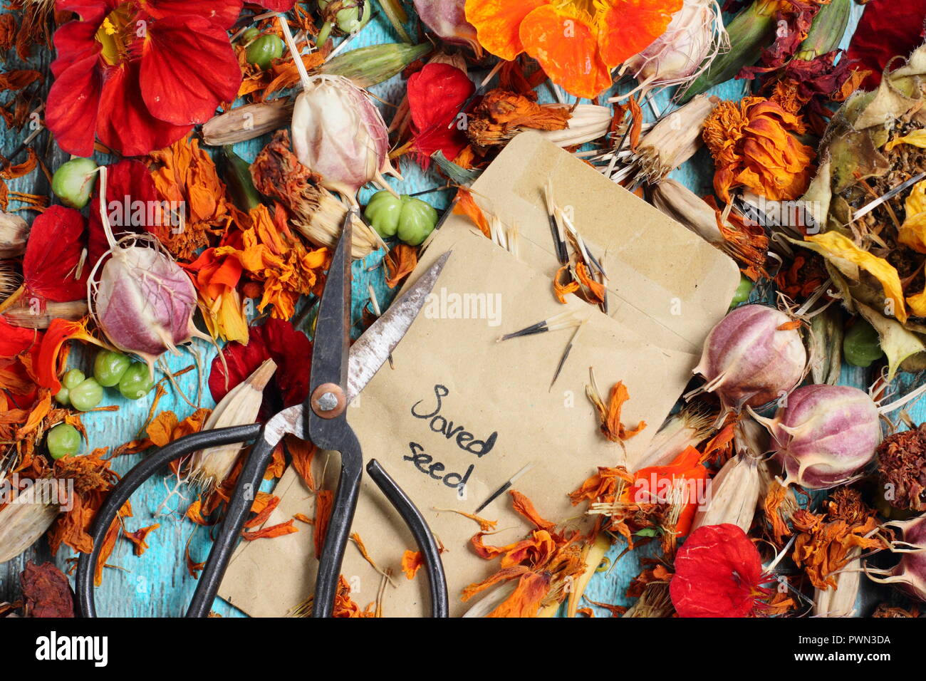 Saving flower seeds for future planting: Sunflower (Helianthus anuus) Love in a mist (Nigella damascena), nasturtium (Tropaeolum), marigold (Tagetes). Stock Photo