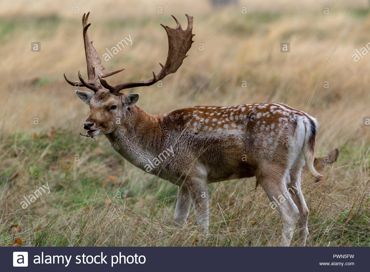 hair antlers