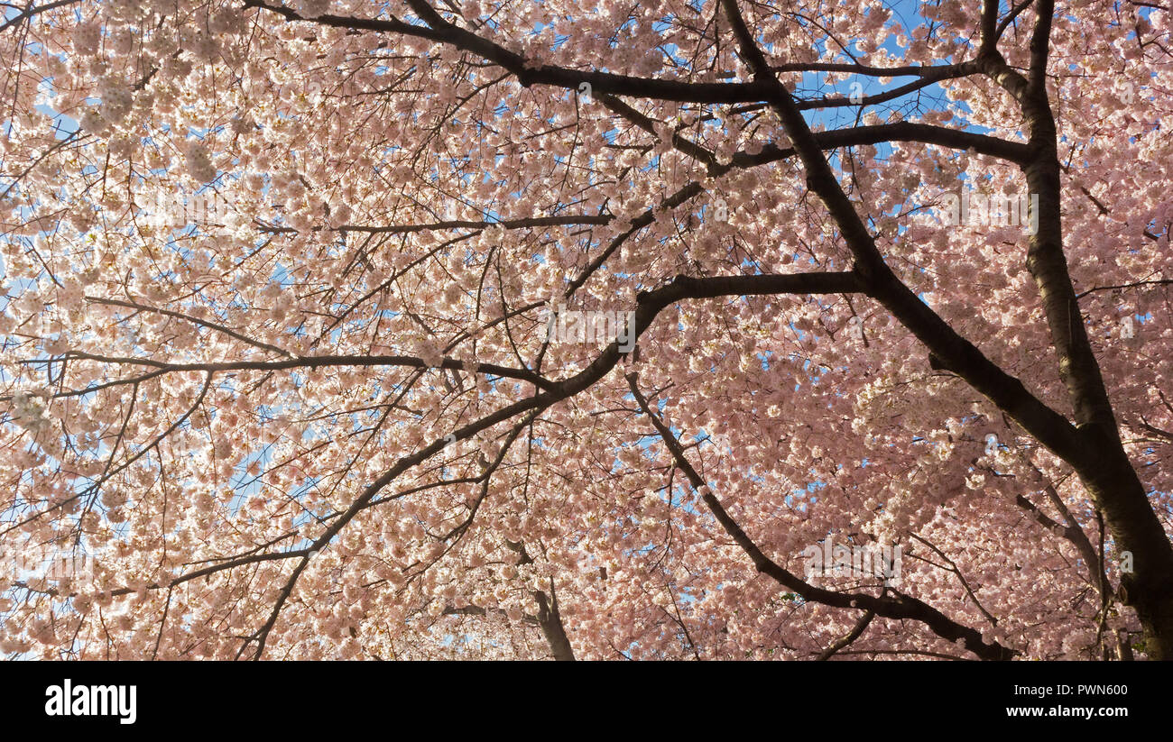 Blooming cherry trees against a blue sky with morning sun in Washington DC, USA. Quiet atmosphere allows cherry flowers to mature from white color to  Stock Photo