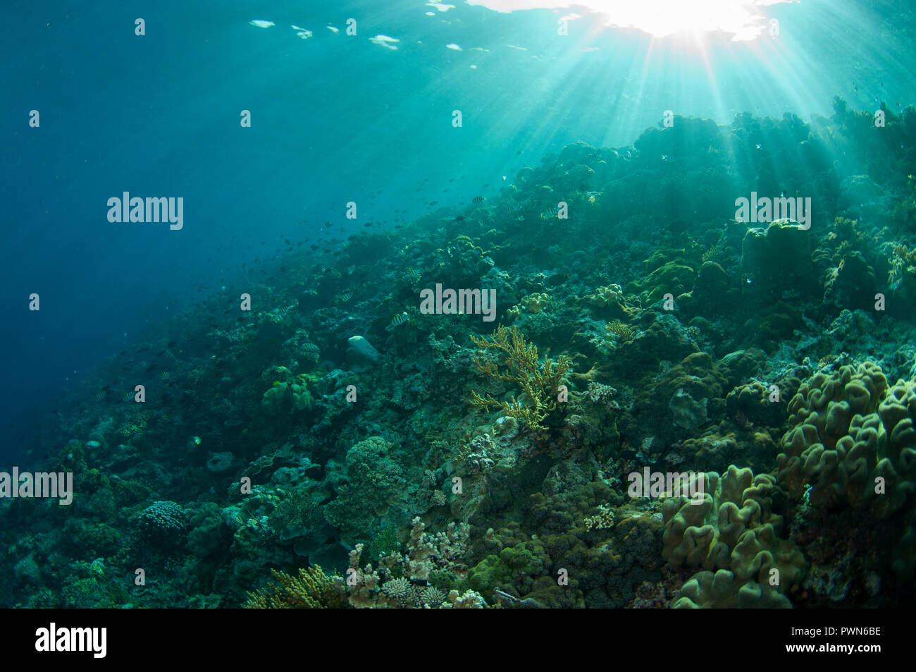 Hard Corals, Scleractinia Order, with sun in background, Run Island, Bandanaira, Maluku, Banda Sea, Indonesia Stock Photo
