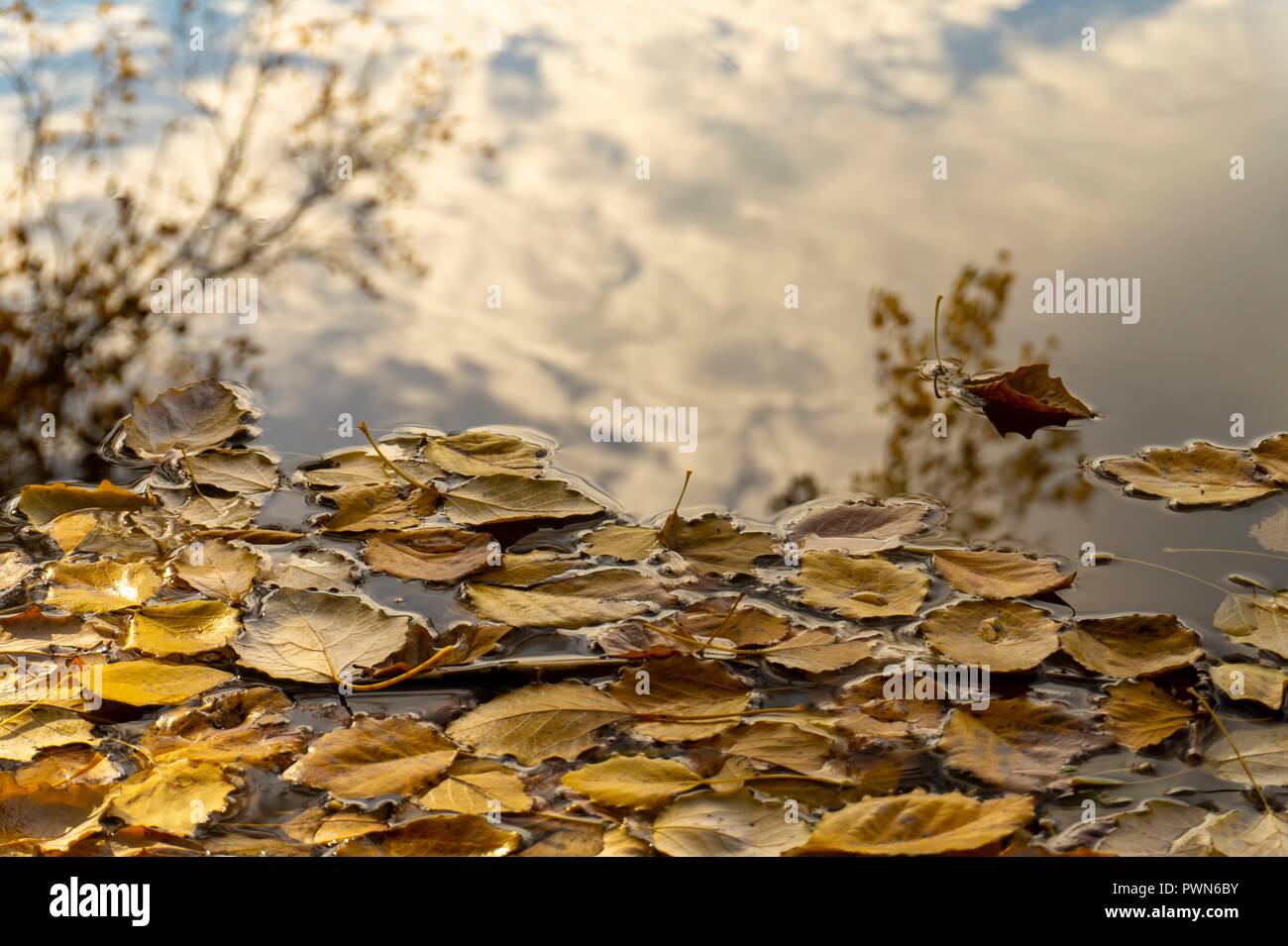 Colorful yellow autumn leaves floating on tranquil water with reflections of the sky, clouds and a tree in a concept of the changing seasons Stock Photo