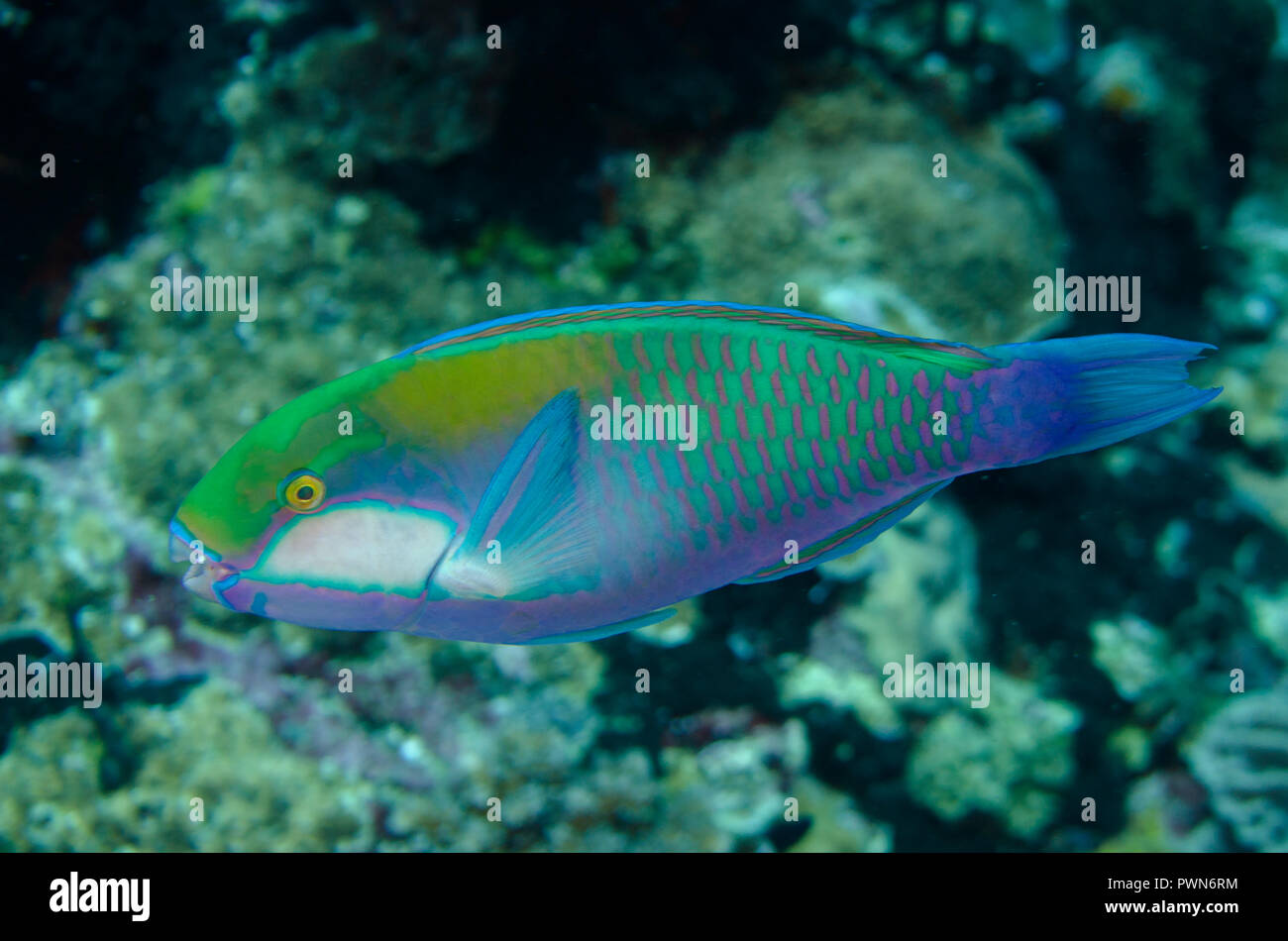 Bleeker's Parrotfish, Chlorurus bleekeri, Lava Flow dive site, Gunung Api, Bandanaira, Maluku, Banda Sea, Indonesia Stock Photo