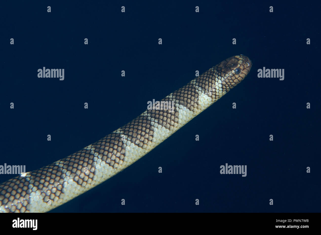 Swimming , Chinese Sea Snake, Laticauda semifasciata, Snake Ridge dive site, Gunung Api, Manuk, Maluku, Banda Sea, Indonesia Stock Photo
