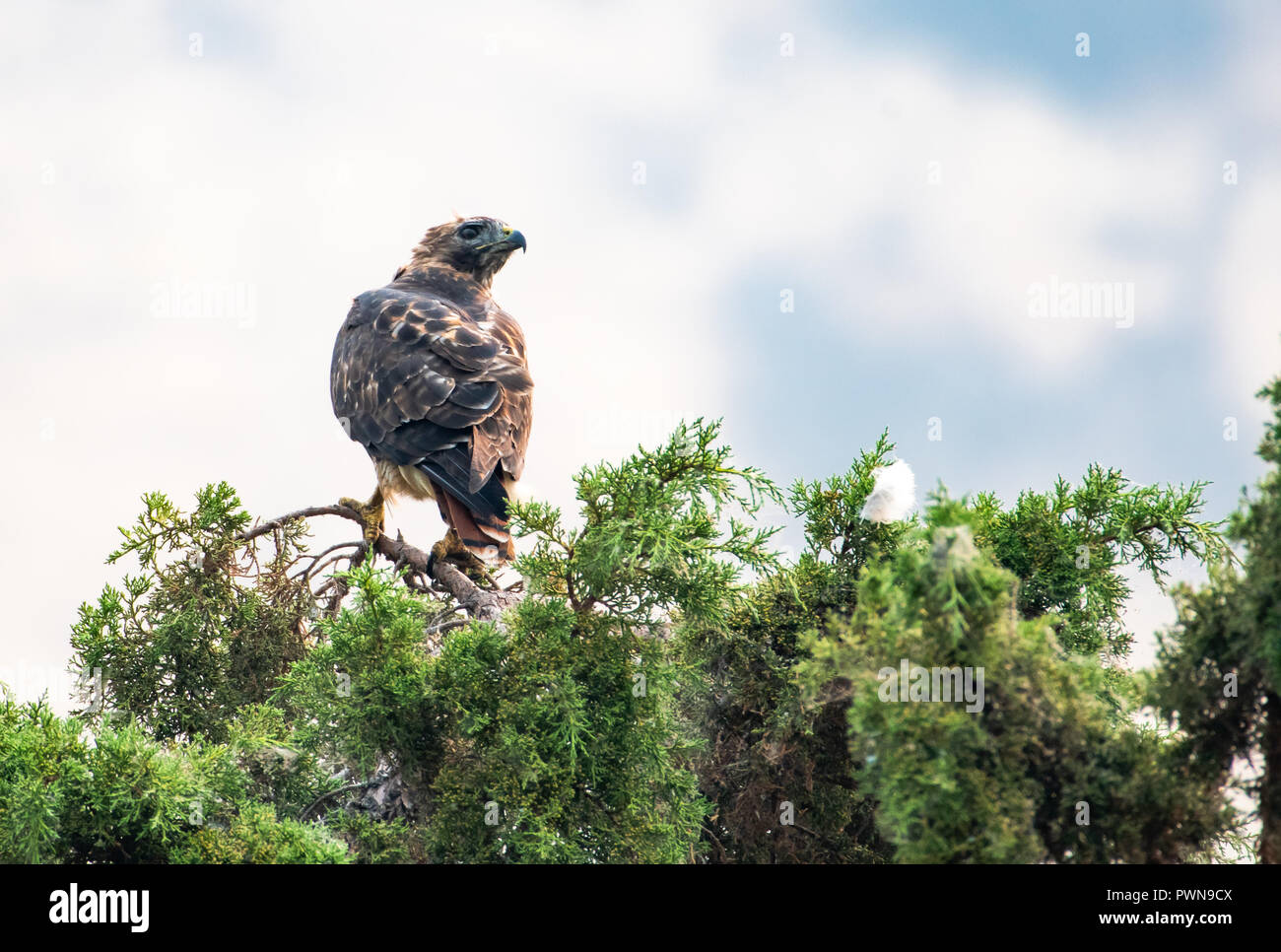 A Red Tailed Hawk perches on top of a tree. Stock Photo