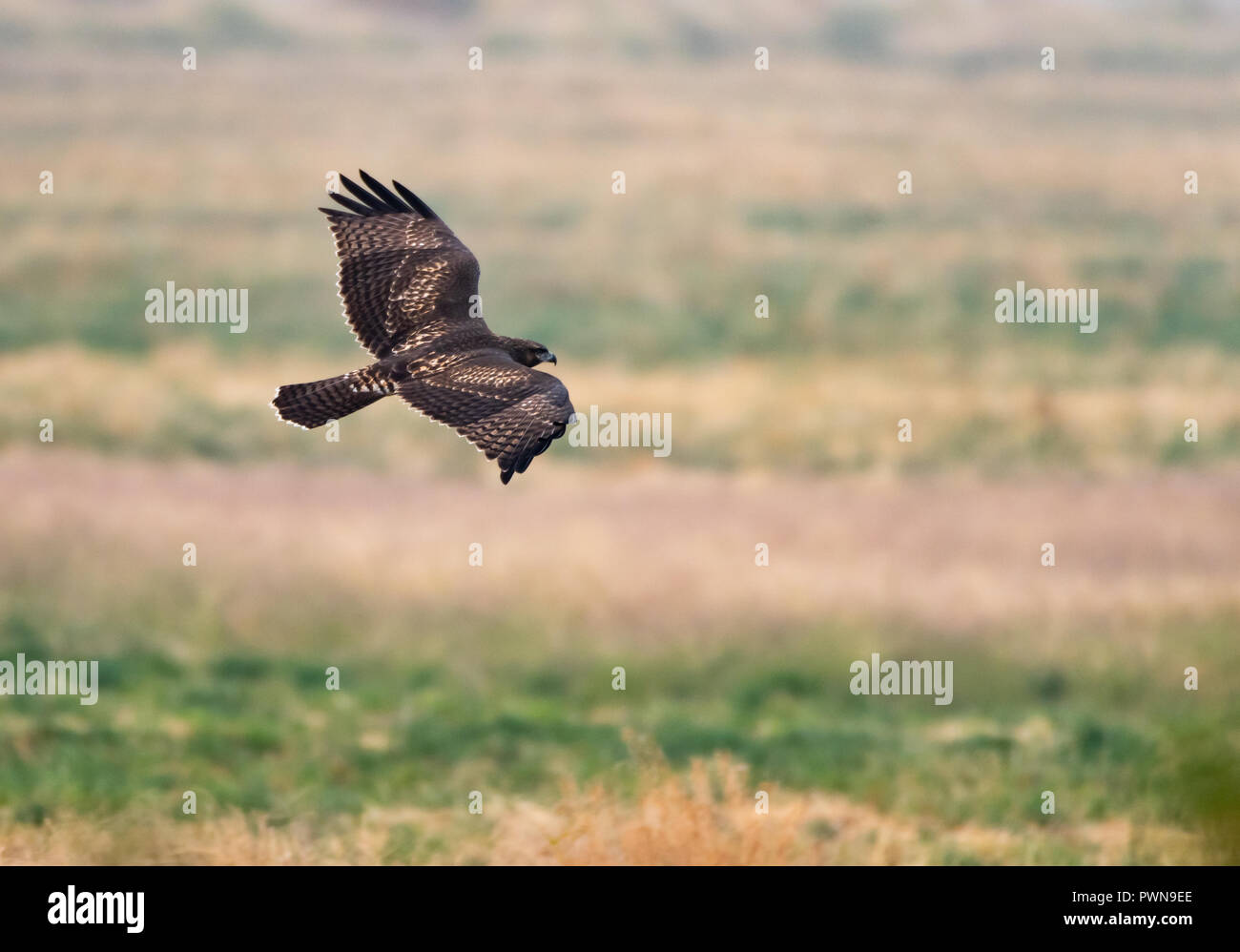 Red Tailed Hawk soaring over farmlands in search of food. Stock Photo