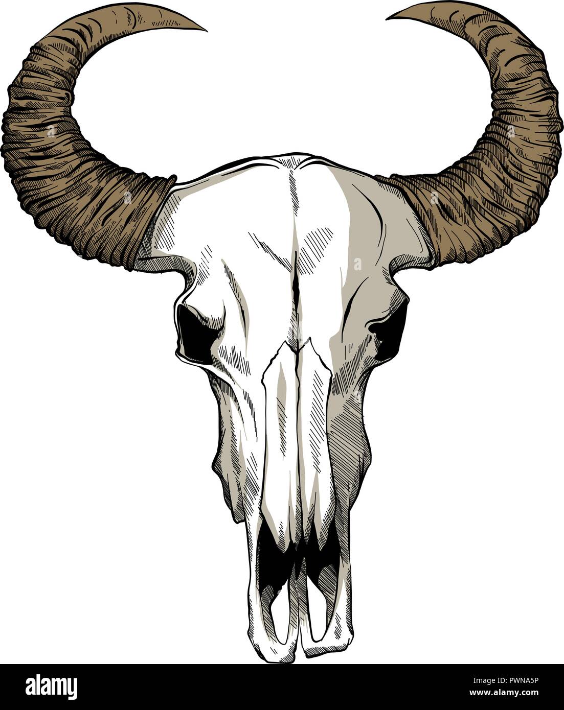 Goat skull Drawing by Esmeralda Riglea  Saatchi Art