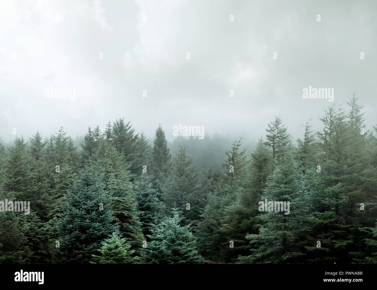 A wild Pine woodland forest shrouded in low clouds and fog Stock Photo ...
