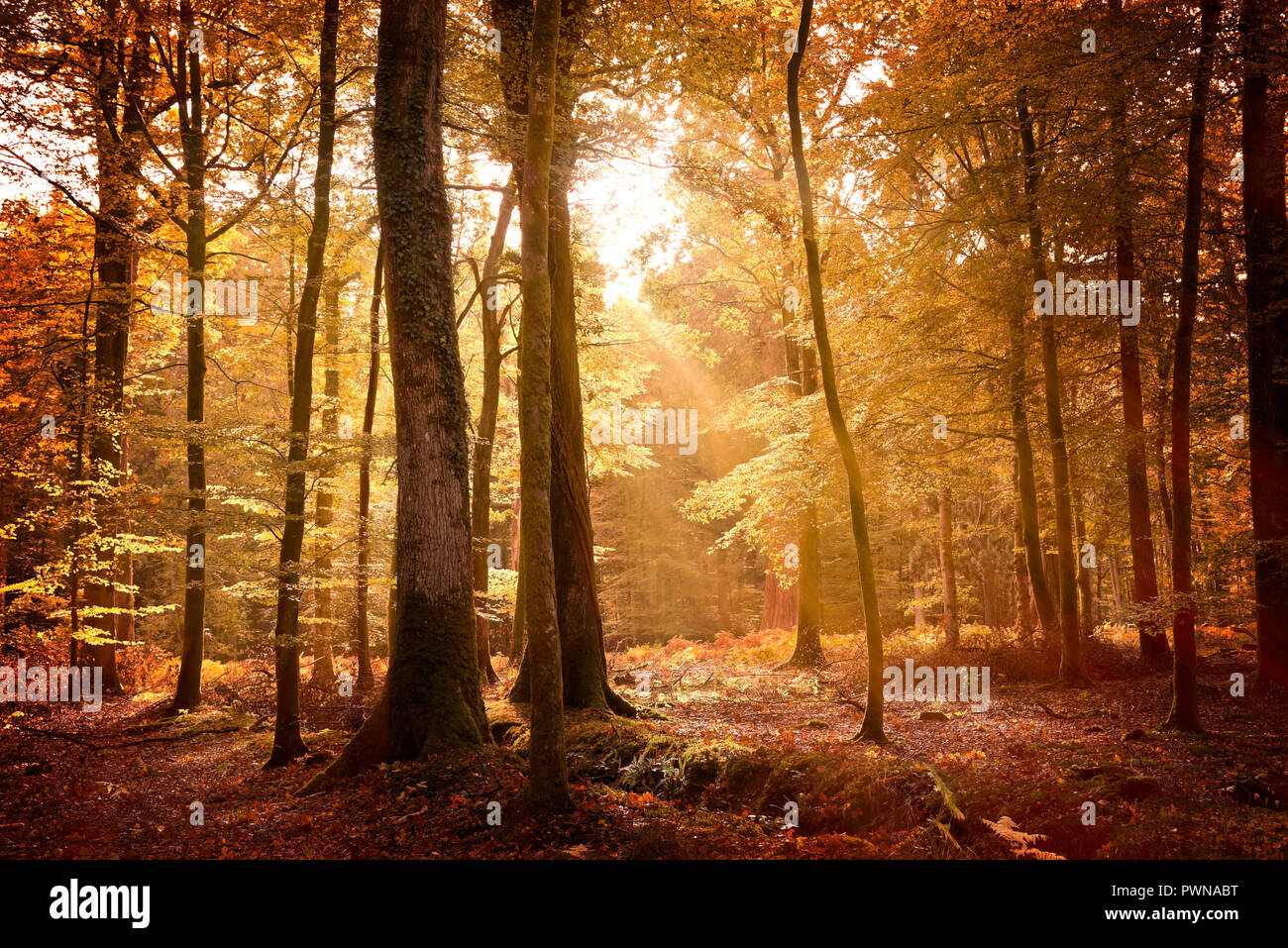 Autumn landscape in the New Forest with the ground covered in fallen leaves and sunlight filtering through the golden trees. Stock Photo