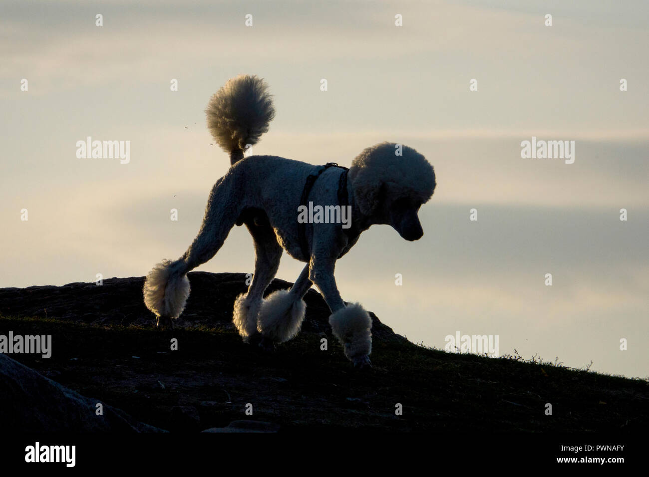 Standard poodle with shaved pom pom cut Stock Photo