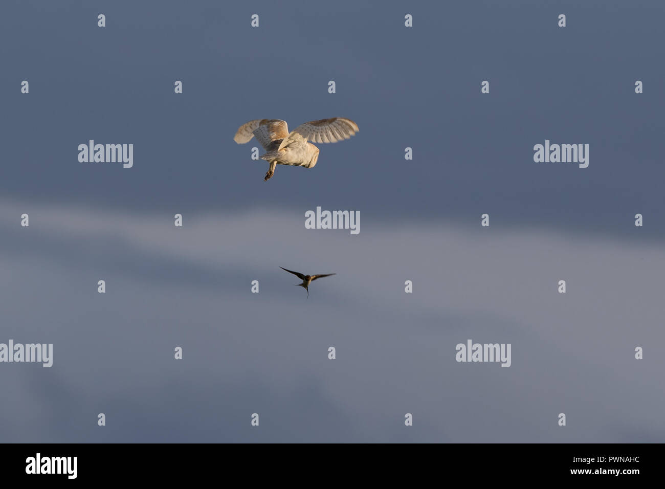 Barn owl (Tyto alba) in the sky, midair pose, wings raised. Owl in flight watched by swallow in distance, against blue sky. Stock Photo