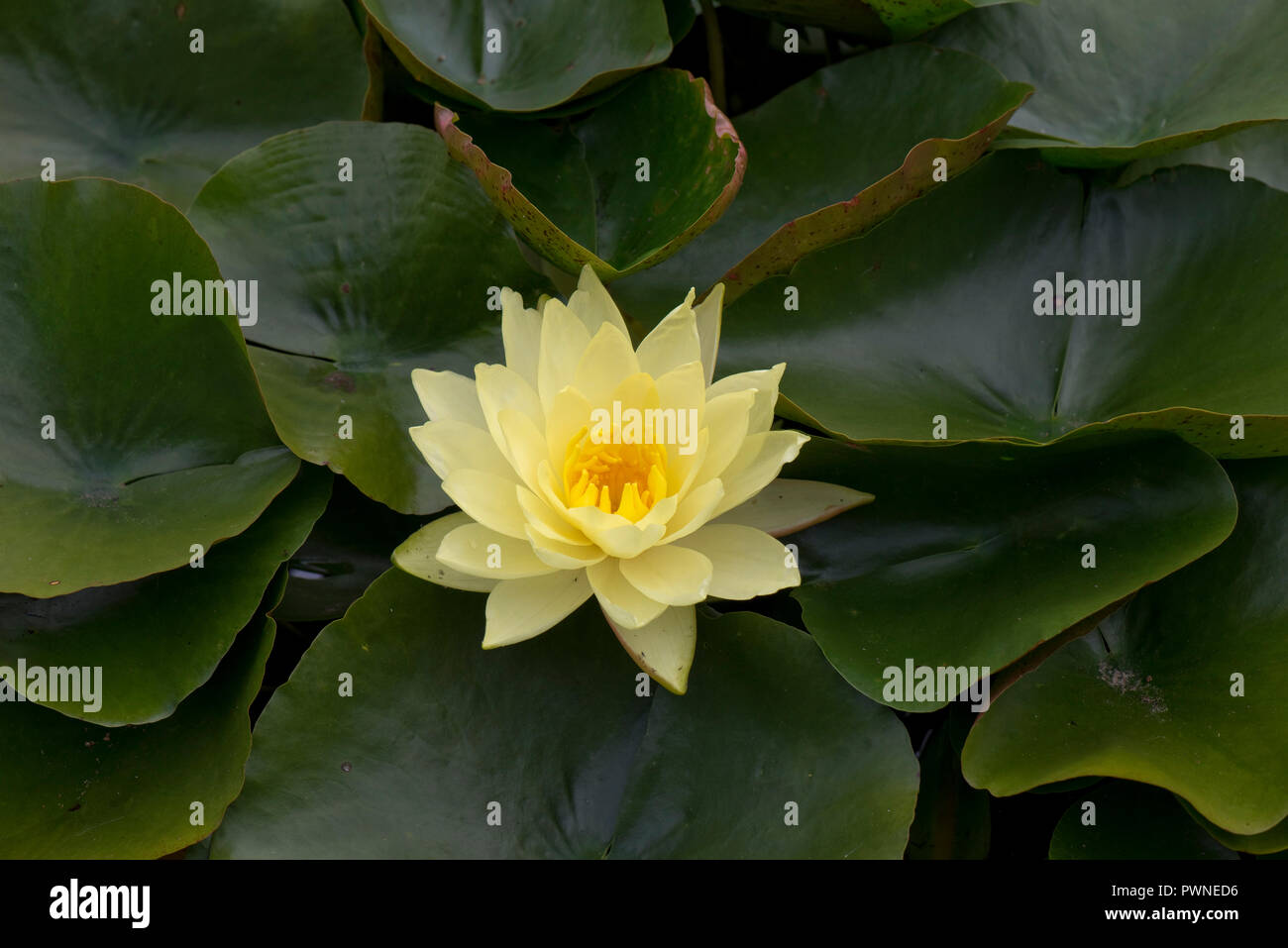 Yellow water lily, Nymphaea sp., flowering among profuse leaves on a garden pond in summer, Berkshire, August Stock Photo