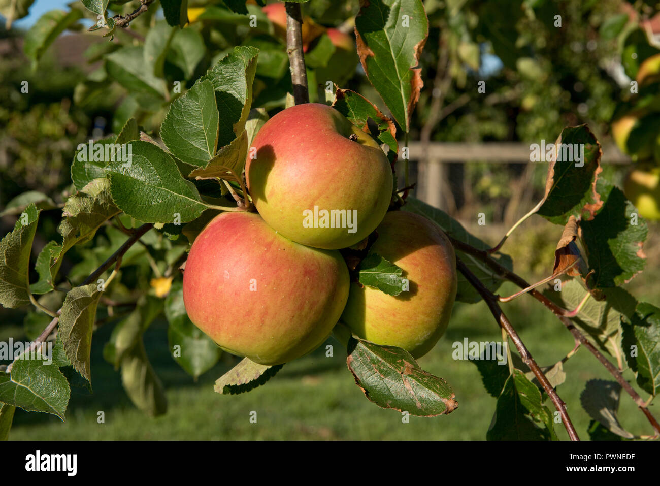 Ripe Bramley apples, yellow and red on the tree on an early late summer morning, Berkshire, September Stock Photo