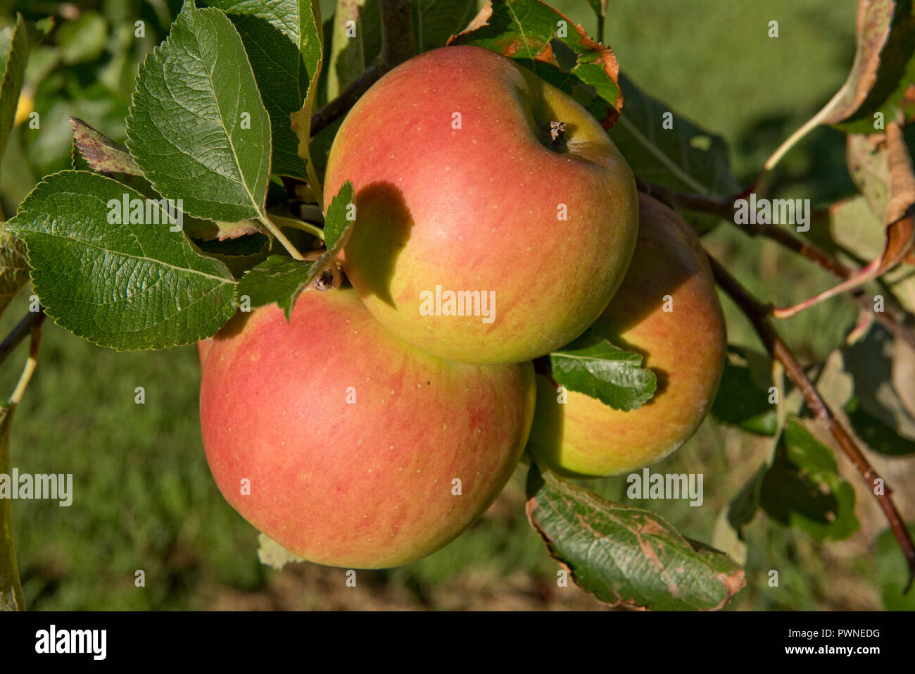 Ripe Bramley apples, yellow and red on the tree on an early late summer morning, Berkshire, September Stock Photo