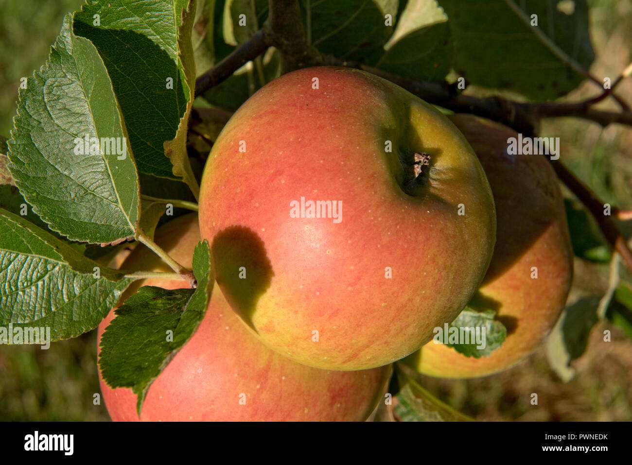 Ripe Bramley apples, yellow and red on the tree on an early late summer morning, Berkshire, September Stock Photo