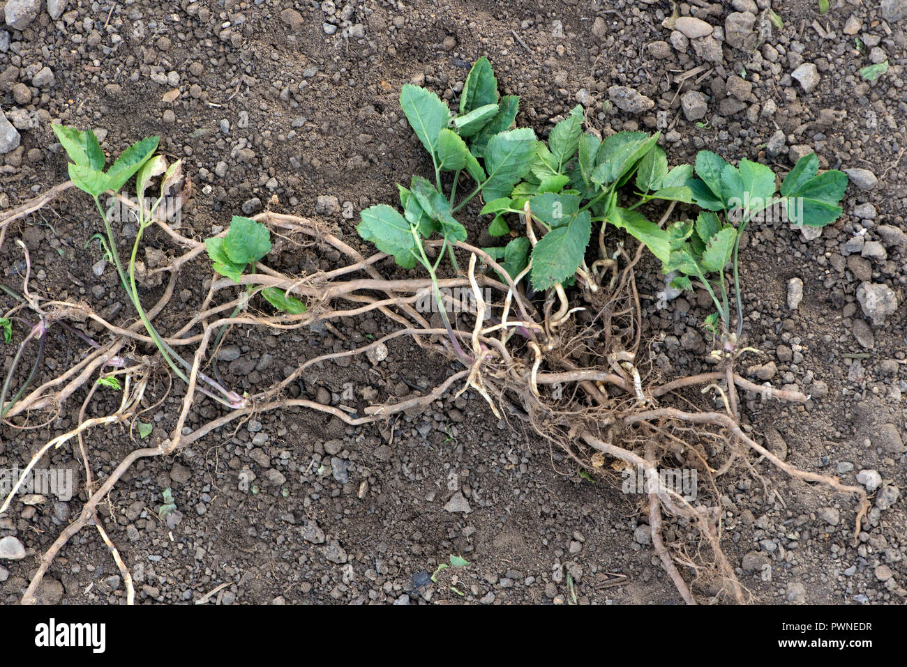 Ground elder, Aegopodium podagraria, plant from a vegetable patch sampled to show creeping rhizomatous roots Stock Photo