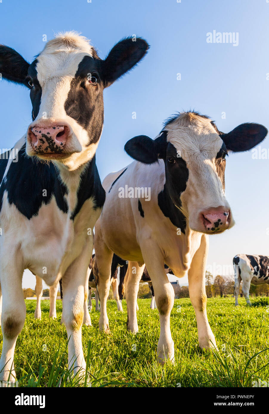 Holstein cows in the pasture Stock Photo